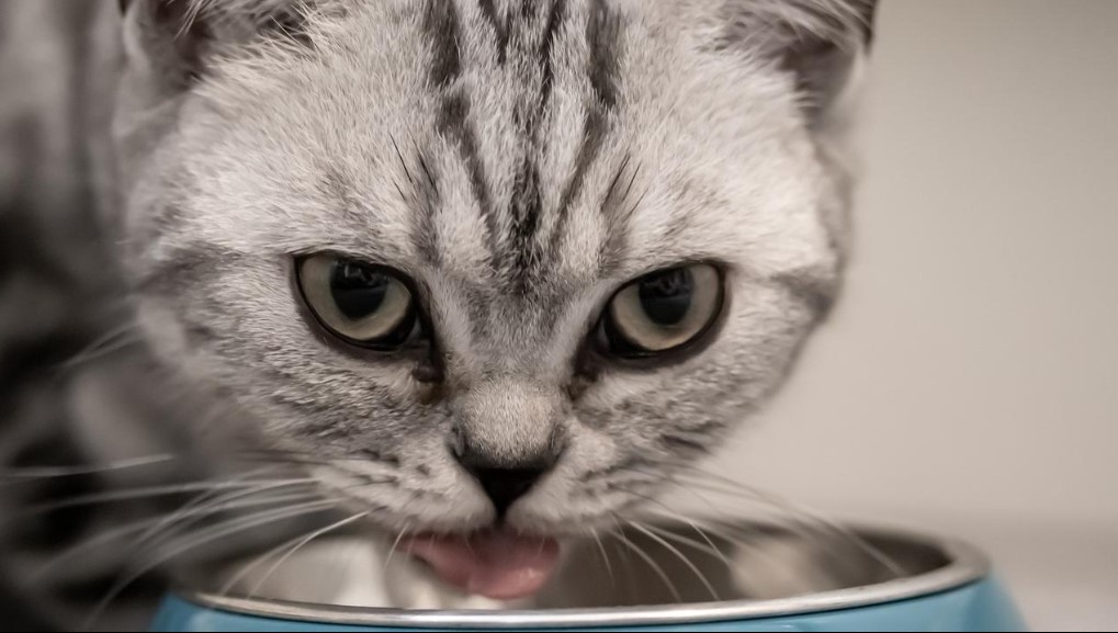 Inilah Alasan Kenapa Kucing Anda Sering Meminum Air Toilet | aircraft
